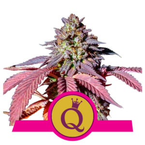 Royal Queen Seeds Purple Queen