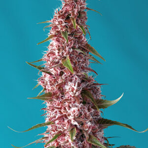 Sweet Seeds Red Pure Auto CBD®