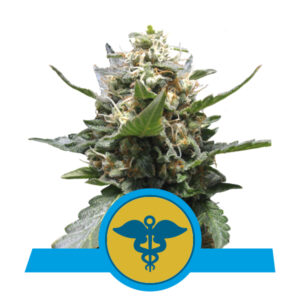 Royal Queen Seeds Royal Medic