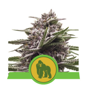 Royal Queen Seeds Royal Gorilla Automatic