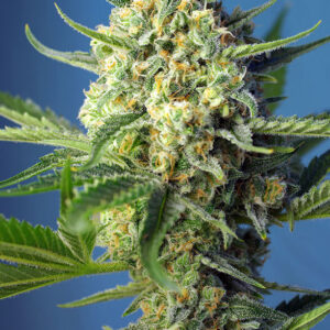 Sweet Seeds S.A.D. Sweet Afgani Delicious Auto®