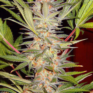 Sweet Seeds S.A.D. Sweet Afgani Delicious F1 Fast Version®