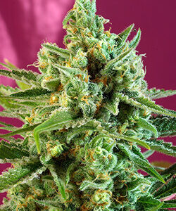 Sweet Seeds S.A.D. Sweet Afgani Delicious CBD®