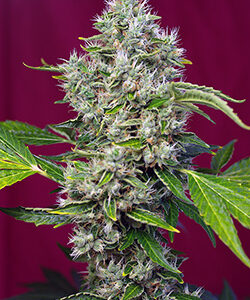 Sweet Seeds San Fernando Lemon Kush®