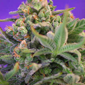 Sweet Seeds Sweet Cheese F1 Fast Version®