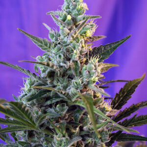 Sweet Seeds Sweet Skunk F1 Fast Version®