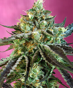 Sweet Seeds Sweet Nurse Auto CBD®