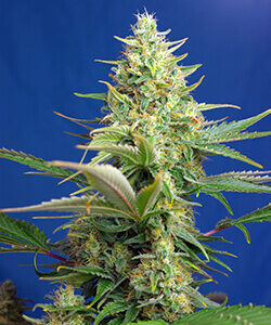 Sweet Seeds Sweet Pure Auto CBD®