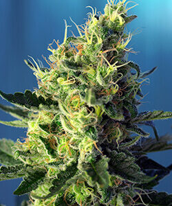 Sweet Seeds Sweet Pure CBD®