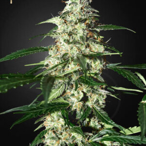 Green House Seeds - Skunk Auto (Strain Hunters Seed Bank)