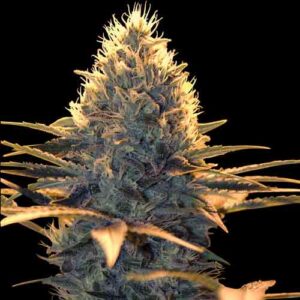 Spliff Seeds - Spliff Cheese