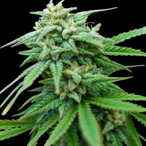 Spliff Seeds - Spliff Cheese Automatic