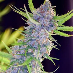 Spliff Seeds - Spliff Strawberry