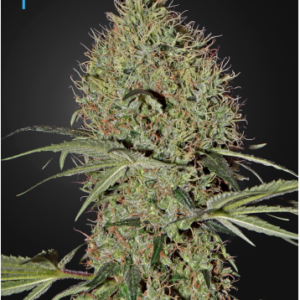 Green House Seeds Super Bud Autoflowering