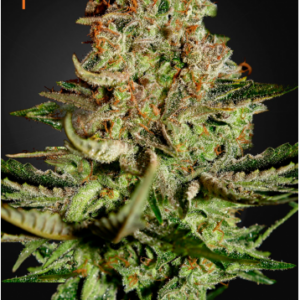 Green House Seeds Super Bud