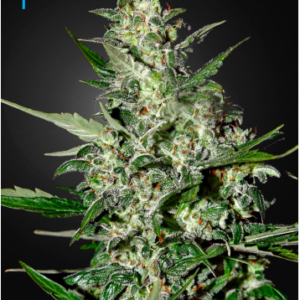 Green House Seeds Super Critical Autoflower