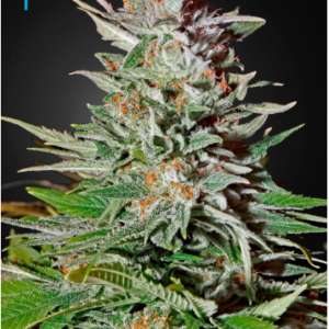 Green House Seeds Super Lemon Haze Auto