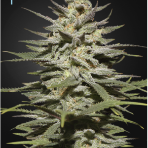 Green House Seeds Super Lemon Haze Autoflower CBD