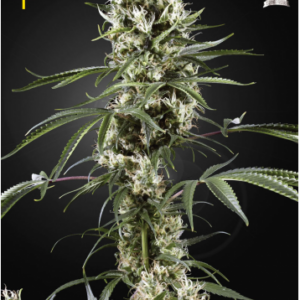 Green House Seeds Super Lemon Haze