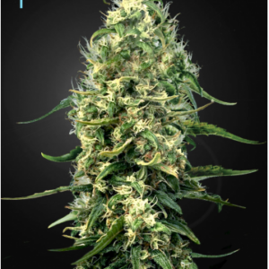 Green House Seeds Super Silver Haze CBD