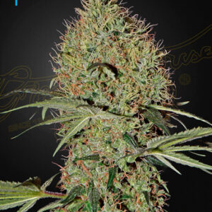 Green House Seeds - Super Bud Auto