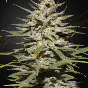 Green House Seeds - Super Lemon Haze CBD