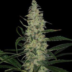 Spliff Seeds - Super Skunk