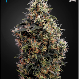 Green House Seeds Sweet Mango Autoflower