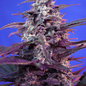 Sweet Seeds Bloody Skunk Auto