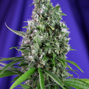 Sweet Seeds Sweet Trainwreck Auto