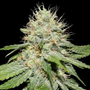 Spliff Seeds - Sweet 'n Sour Indoor