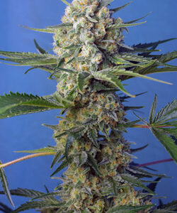 Sweet Seeds Crystal Candy F1 Fast Version