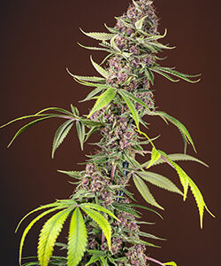 Sweet Seeds Red Mandarine F1 Fast Version