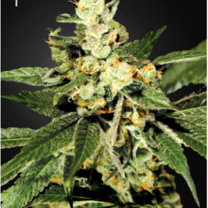 Green House Seeds Train Wreck