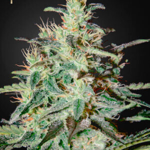 Green House Seeds - White Lemon