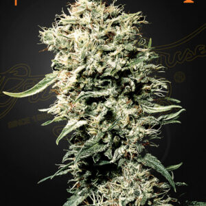 Green House Seeds - White Rhino