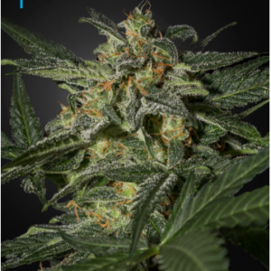 Green House Seeds White Widow Auto