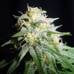 Spliff Seeds - White Widow Automatic