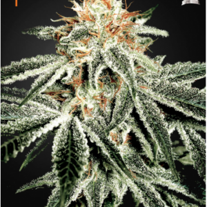 Green House Seeds White Widow