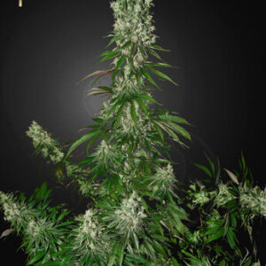 Green House Seeds - White Strawberry Skunk (Strain Hunters Seed Bank)