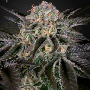 Green House Seeds - Wonder Pie