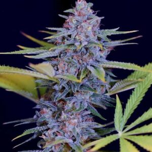 Spliff Seeds - Afghani Gold