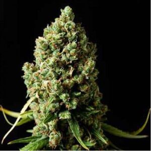 Spliff Seeds - Amnesiac