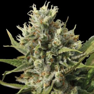 Spliff Seeds - Amnesiac Automatic