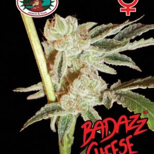 Big Buddha Badazz Cheese