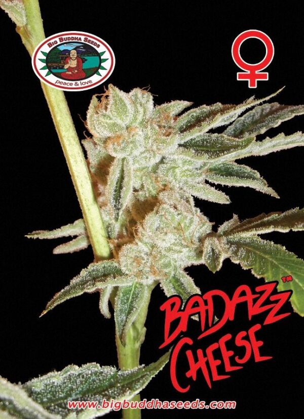 Big Buddha Badazz Cheese