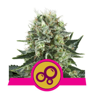 Royal Queen Seeds Bubble Kush