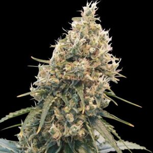 Spliff Seeds - CBD Spliff Berry