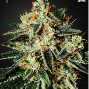 Green House Seeds Cheese