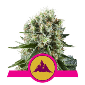 Royal Queen Seeds Critical Kush